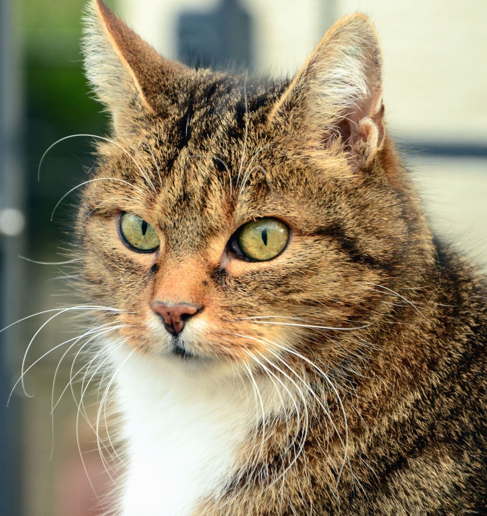 Nikon D5100 sample photo. Pet, animal, cat, fur photography