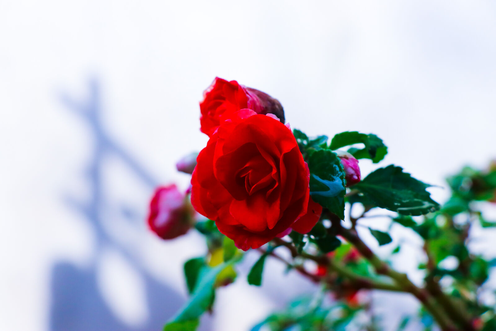 Canon EOS 80D sample photo. Red, rose photography