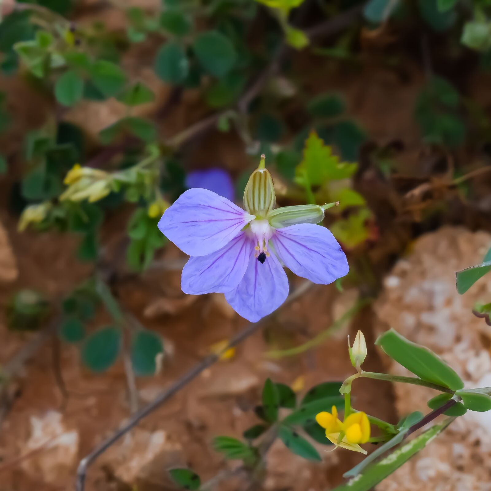 Nikon D3300 sample photo. Wildflower, flower, flora photography