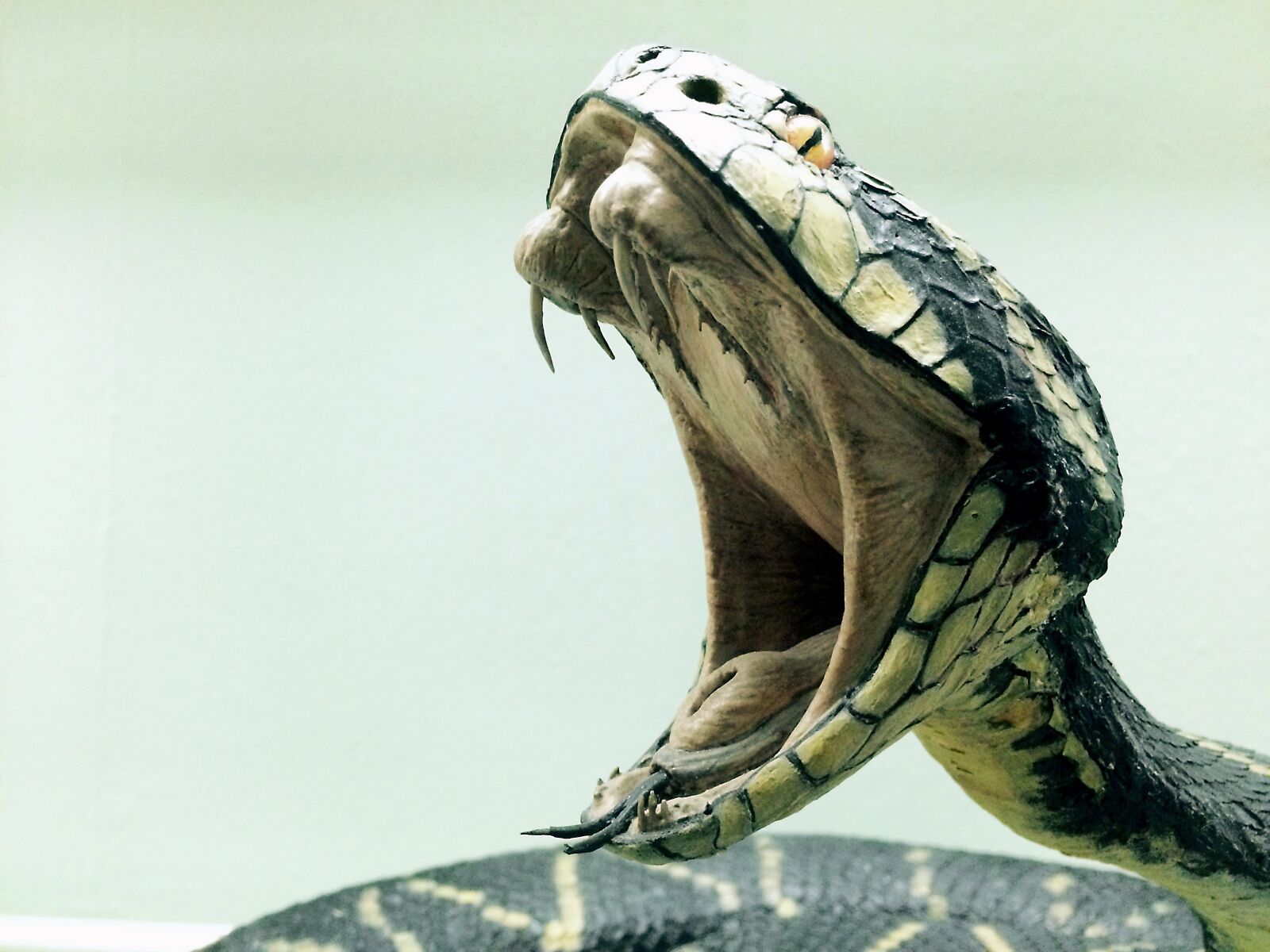 iPhone 5s back camera 4.15mm f/2.2 sample photo. Snake, cobra, dangerous photography