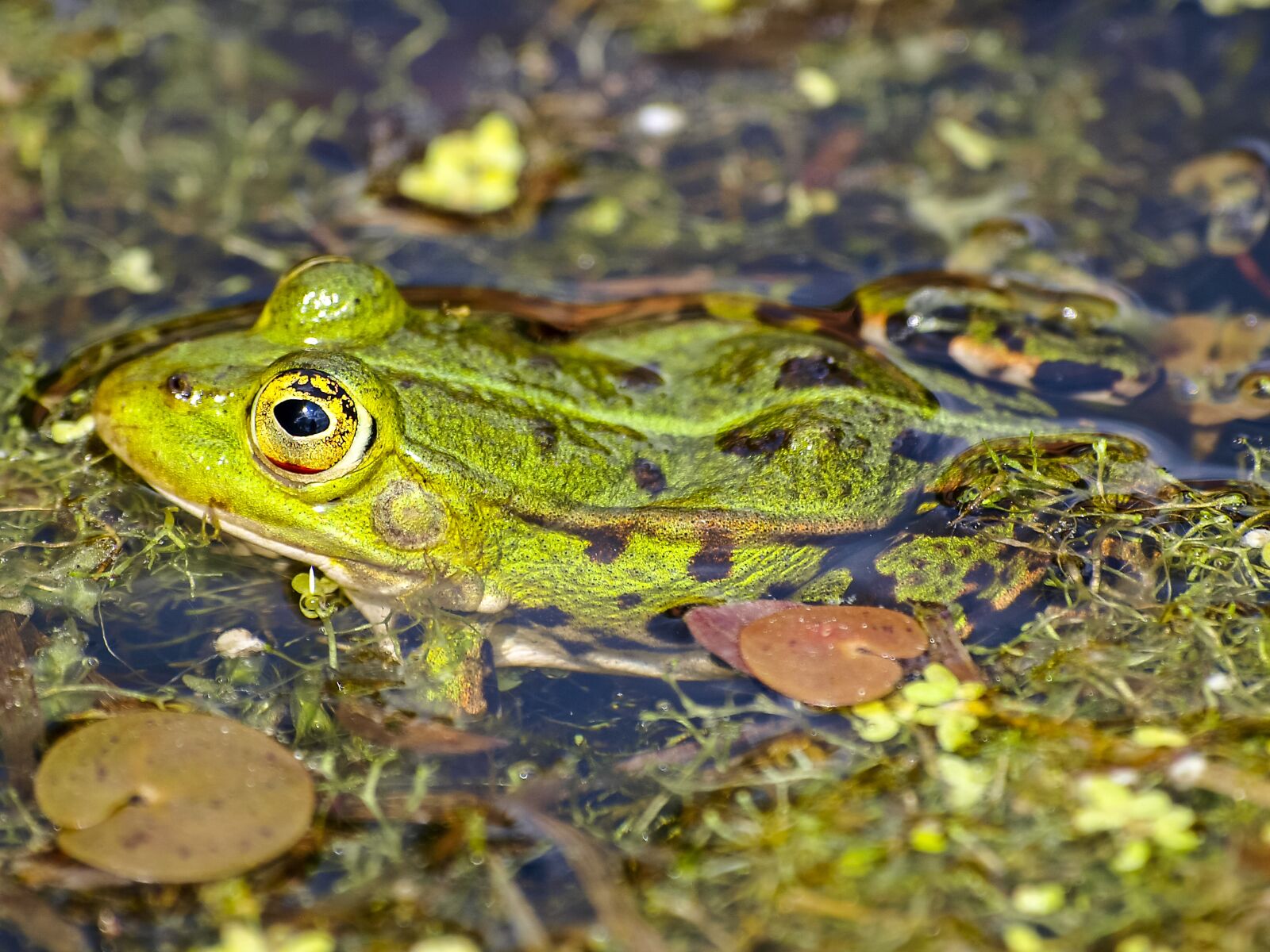 Olympus Zuiko Digital ED 70-300mm F4.0-5.6 sample photo. Frog, water frog, amphibians photography