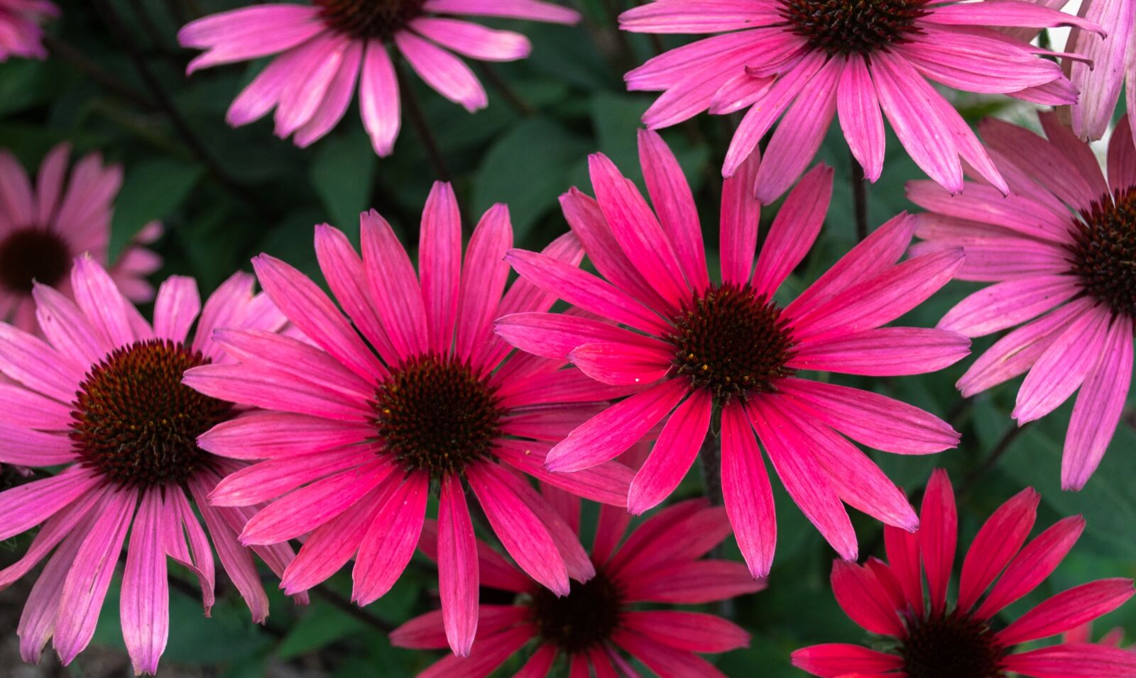 Nikon D5000 sample photo. Flowers, blossoms, pink photography