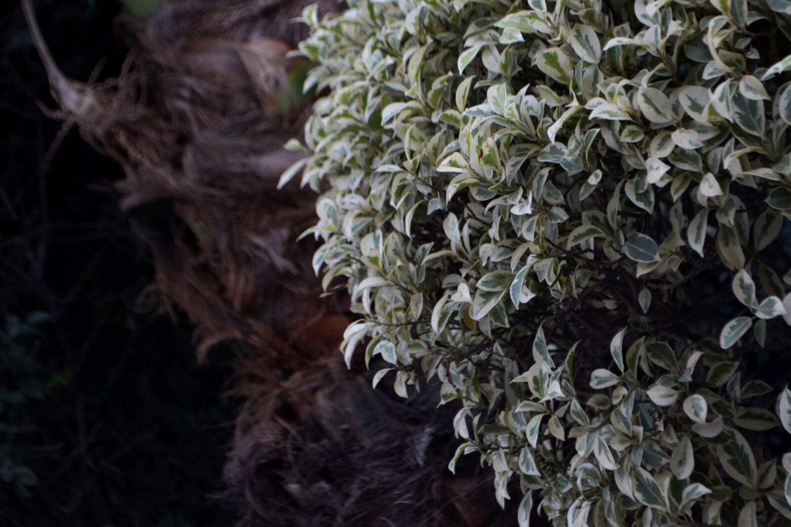 Nikon D3100 sample photo. Plant, tree, macro photography