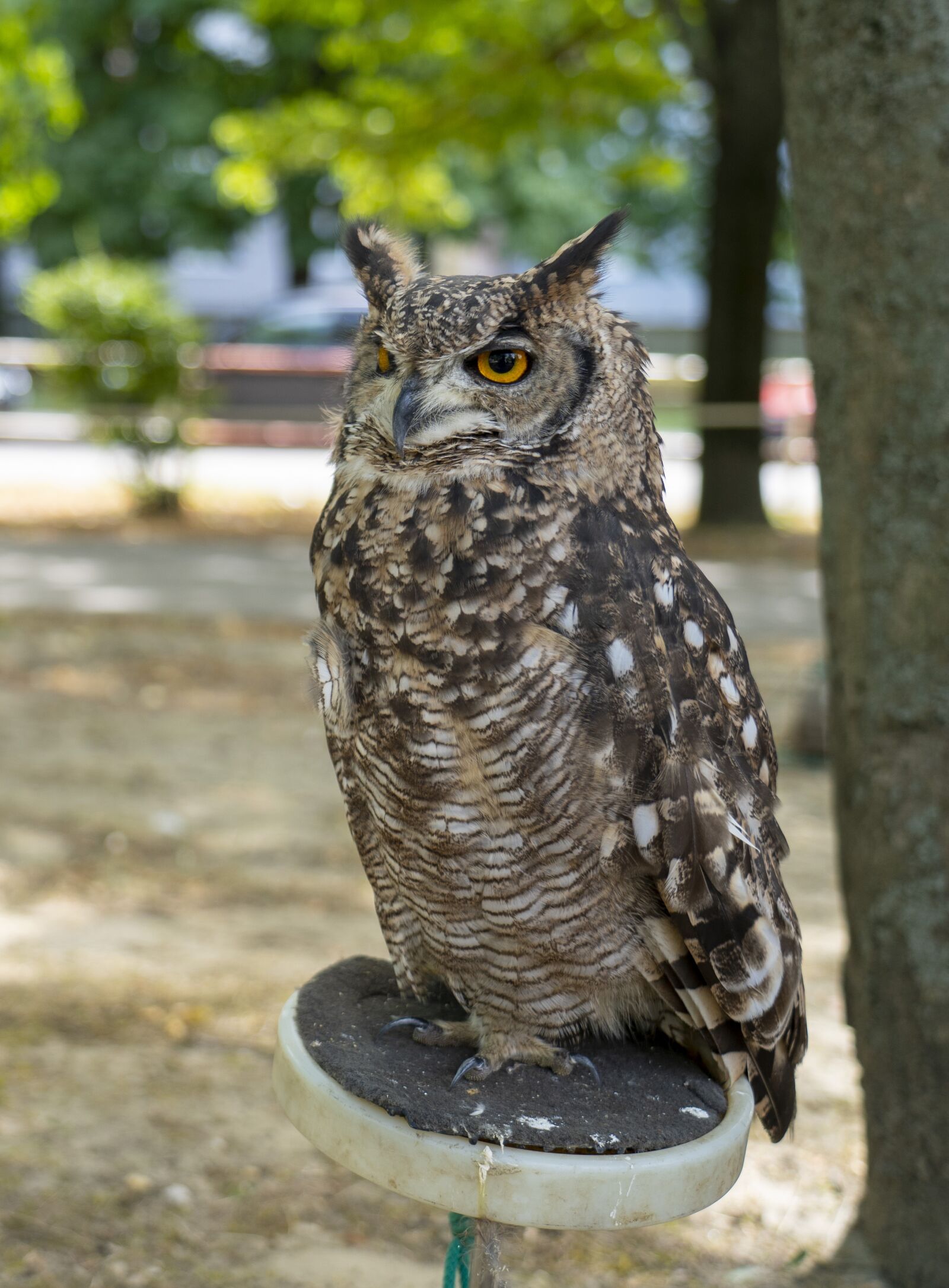 Sony FE 24-105mm F4 G OSS sample photo. Art rock, atr, bird photography