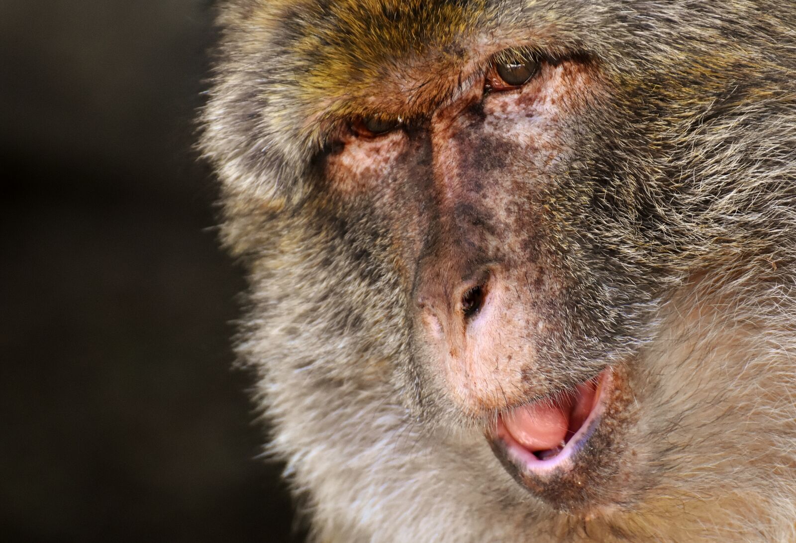 Nikon D7200 sample photo. Ape, barbary ape, endangered photography