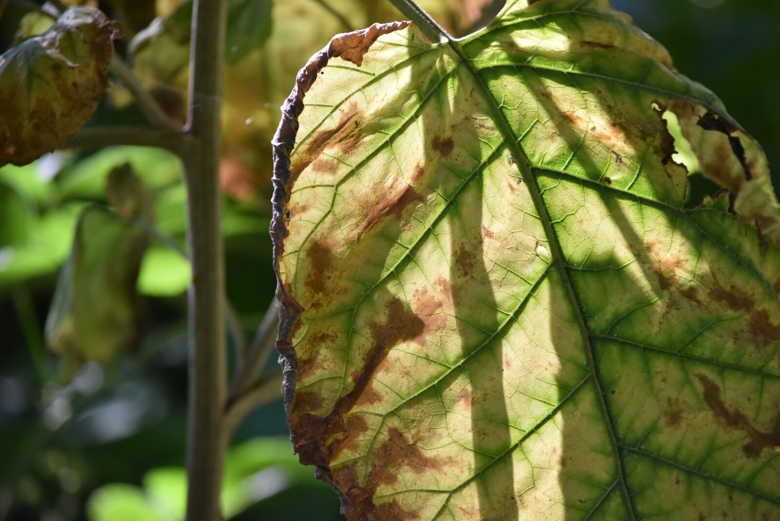 Nikon D5500 sample photo. Leaf, veins, backlighting photography