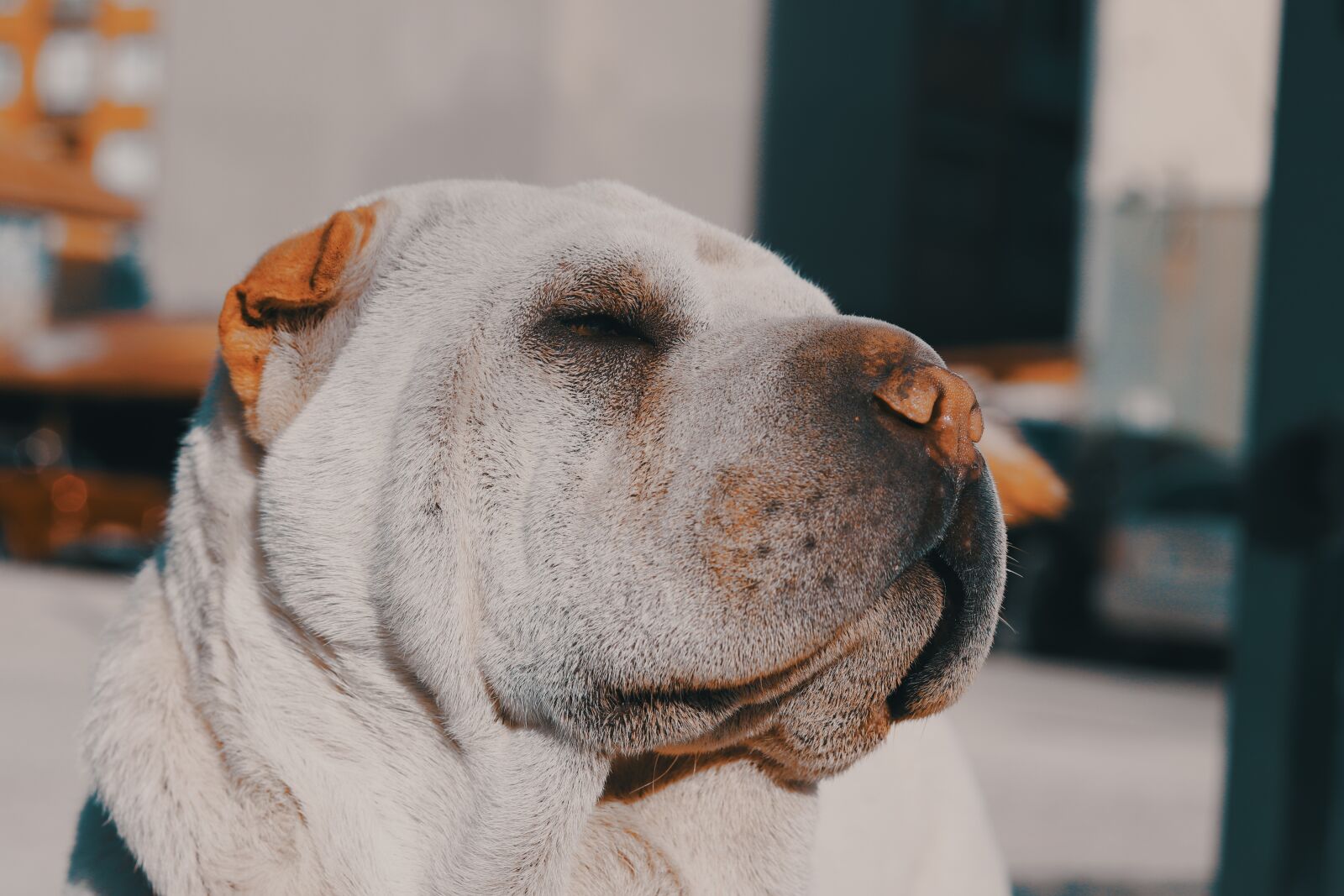Canon EF 50mm F1.8 STM sample photo. Dog, pet, animal photography