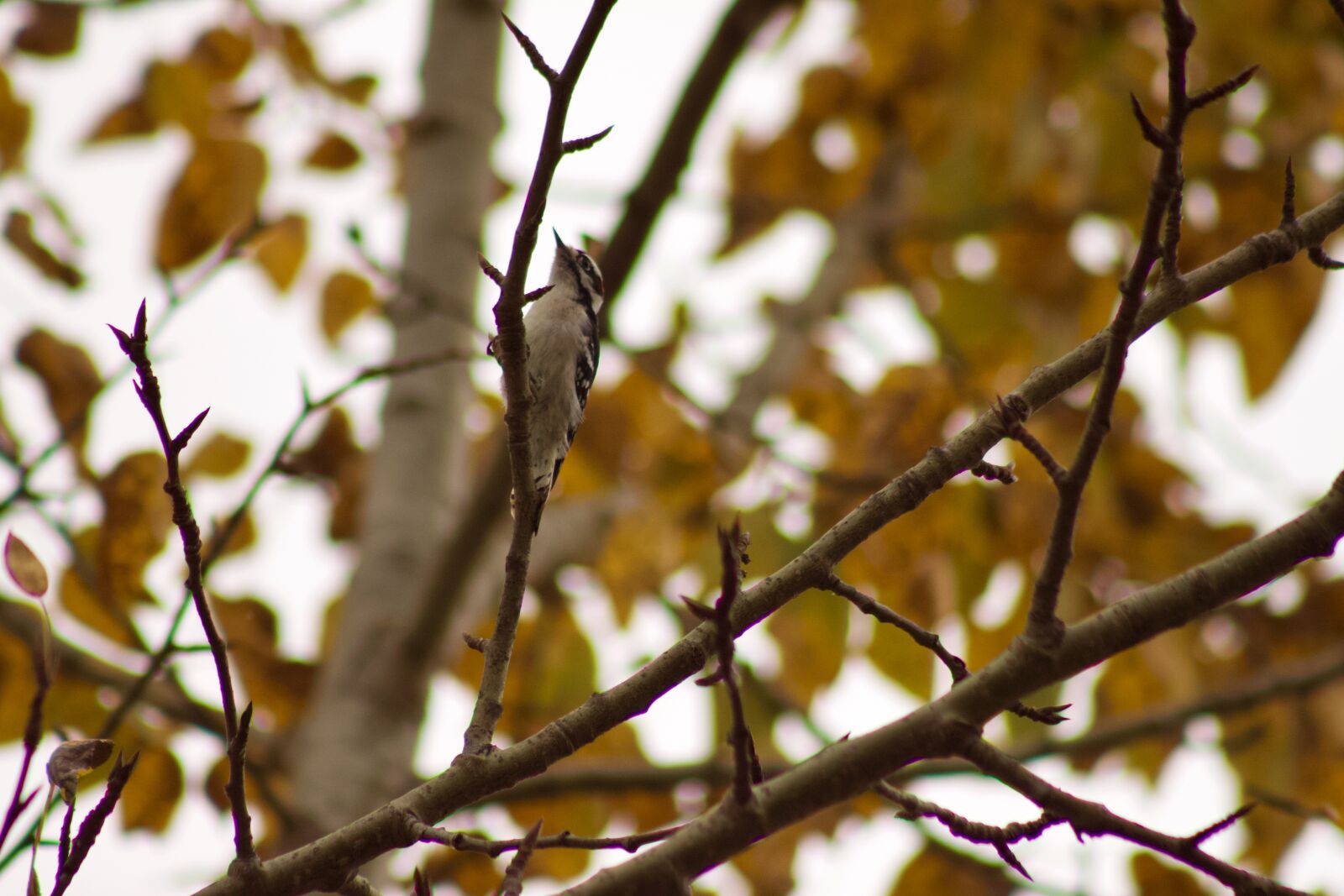 Canon EOS 500D (EOS Rebel T1i / EOS Kiss X3) sample photo. Downy woodpecker, bird, nature photography