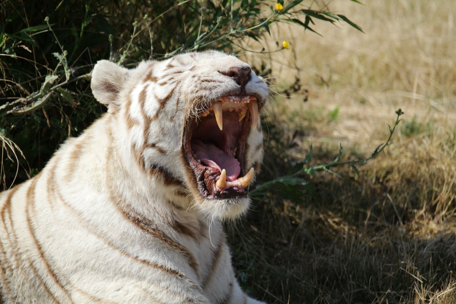 Canon EOS 600D (Rebel EOS T3i / EOS Kiss X5) sample photo. White tiger, tiger, feline photography