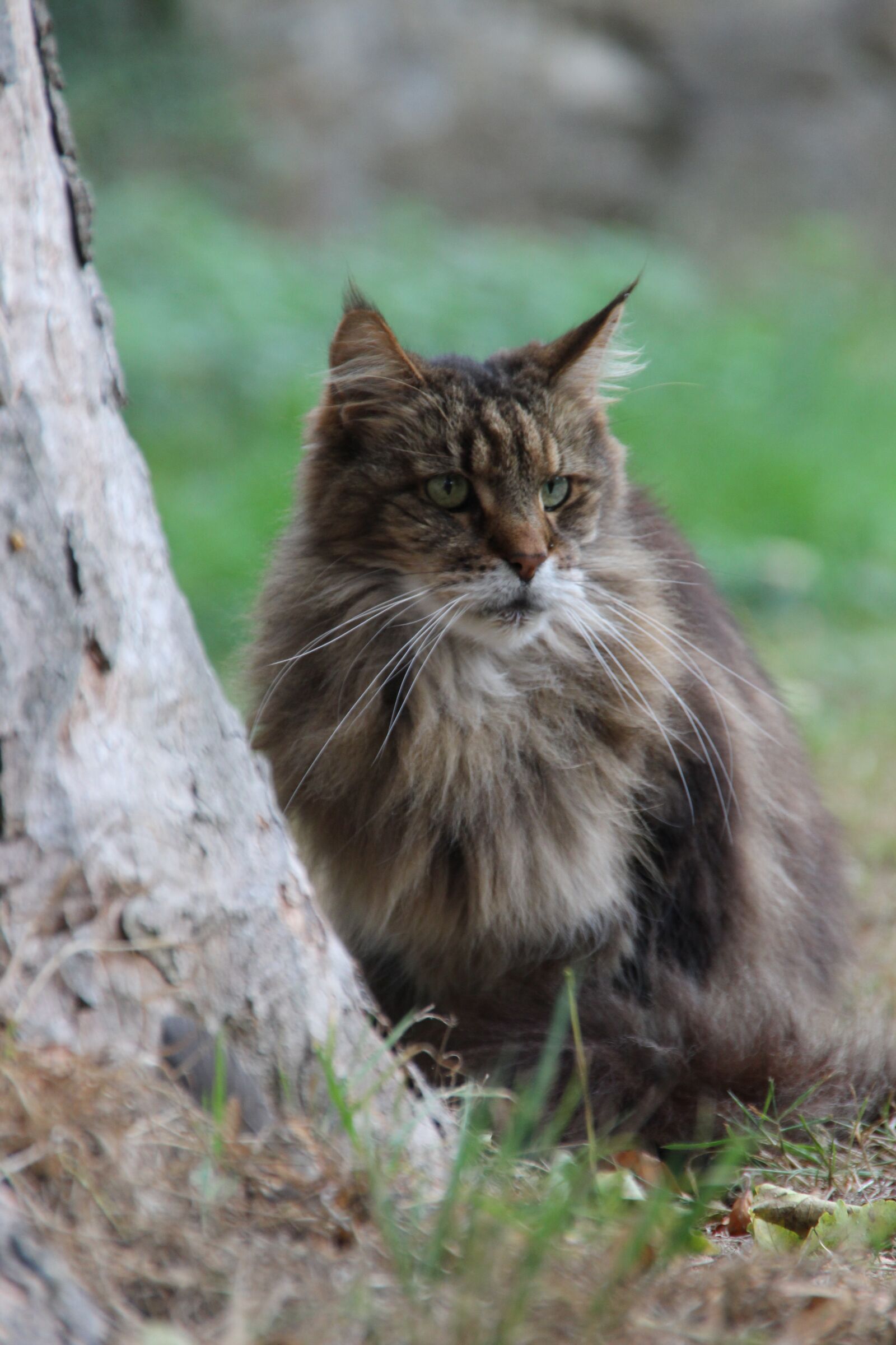 Canon EOS 600D (Rebel EOS T3i / EOS Kiss X5) sample photo. Cat, brown, fur photography