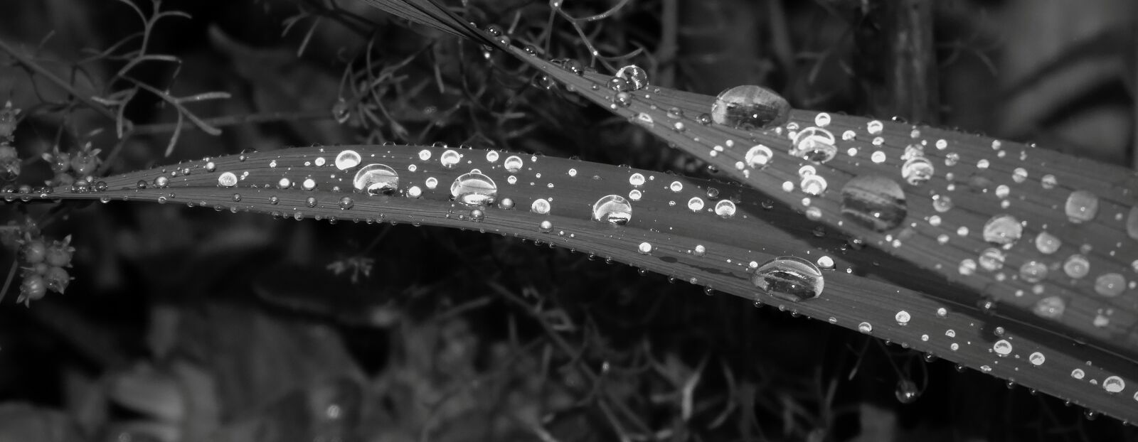 Nikon Coolpix B700 sample photo. Black and white, rain photography