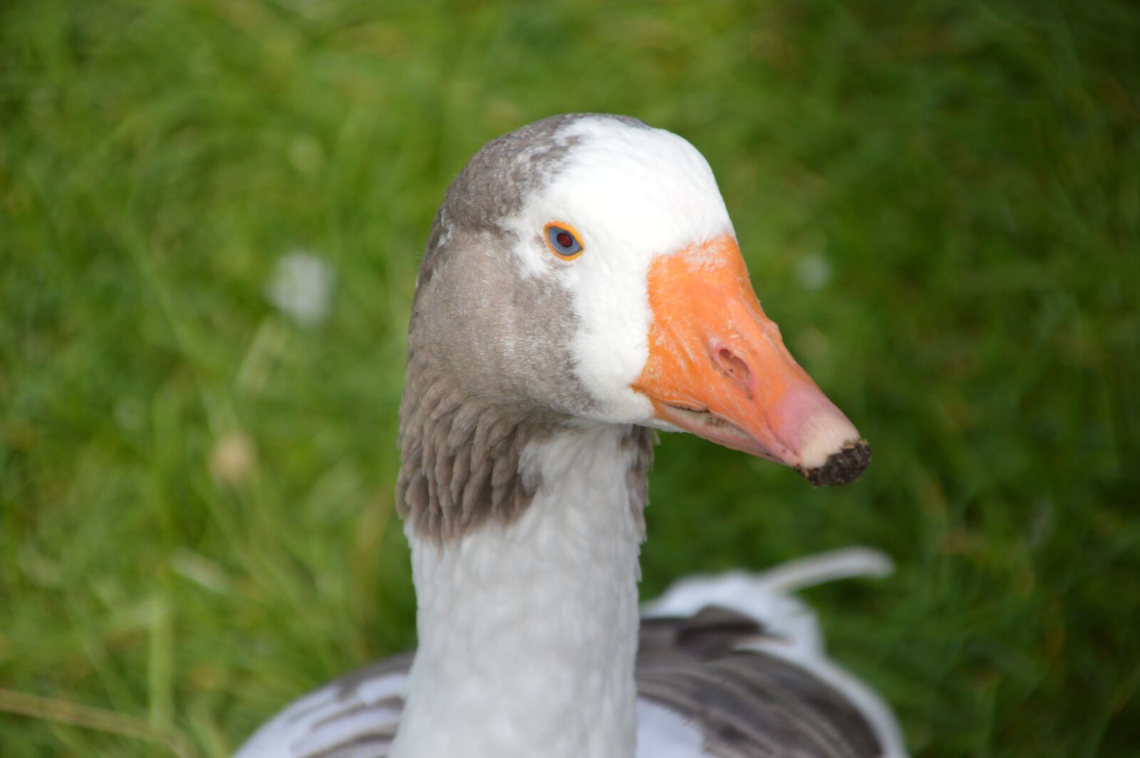 Nikon D3200 sample photo. Goose, meadow, country life photography