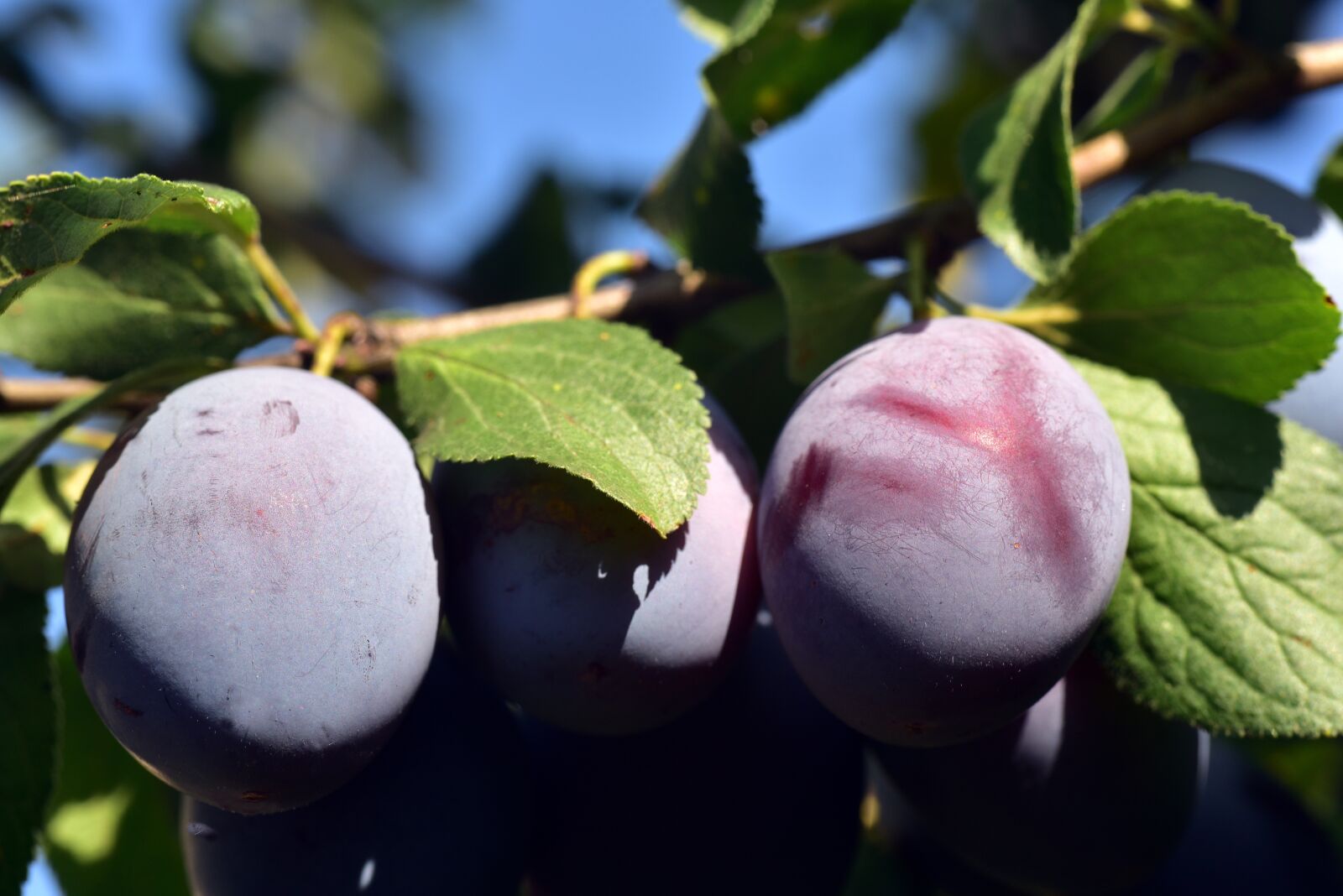 Nikon D750 sample photo. Plum, plum tree, branch photography