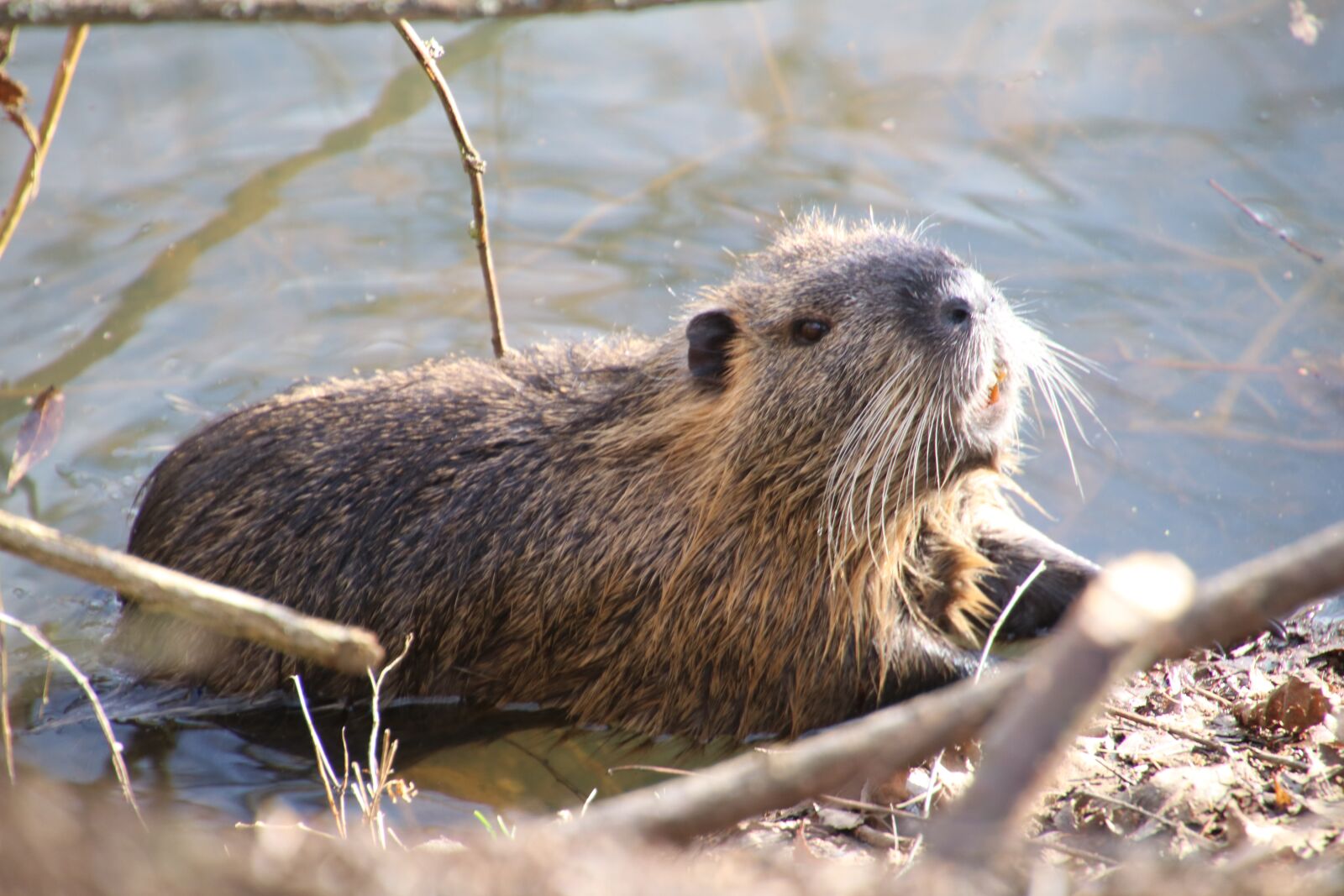 Canon EOS 80D sample photo. Beaver, pond, animal photography