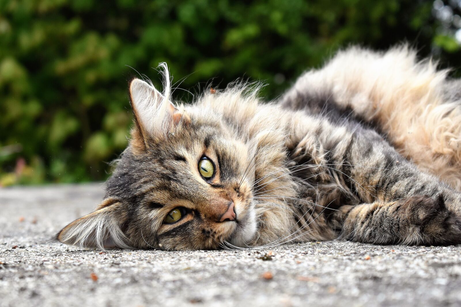 Nikon D5500 sample photo. Cat, animal, portrait photography