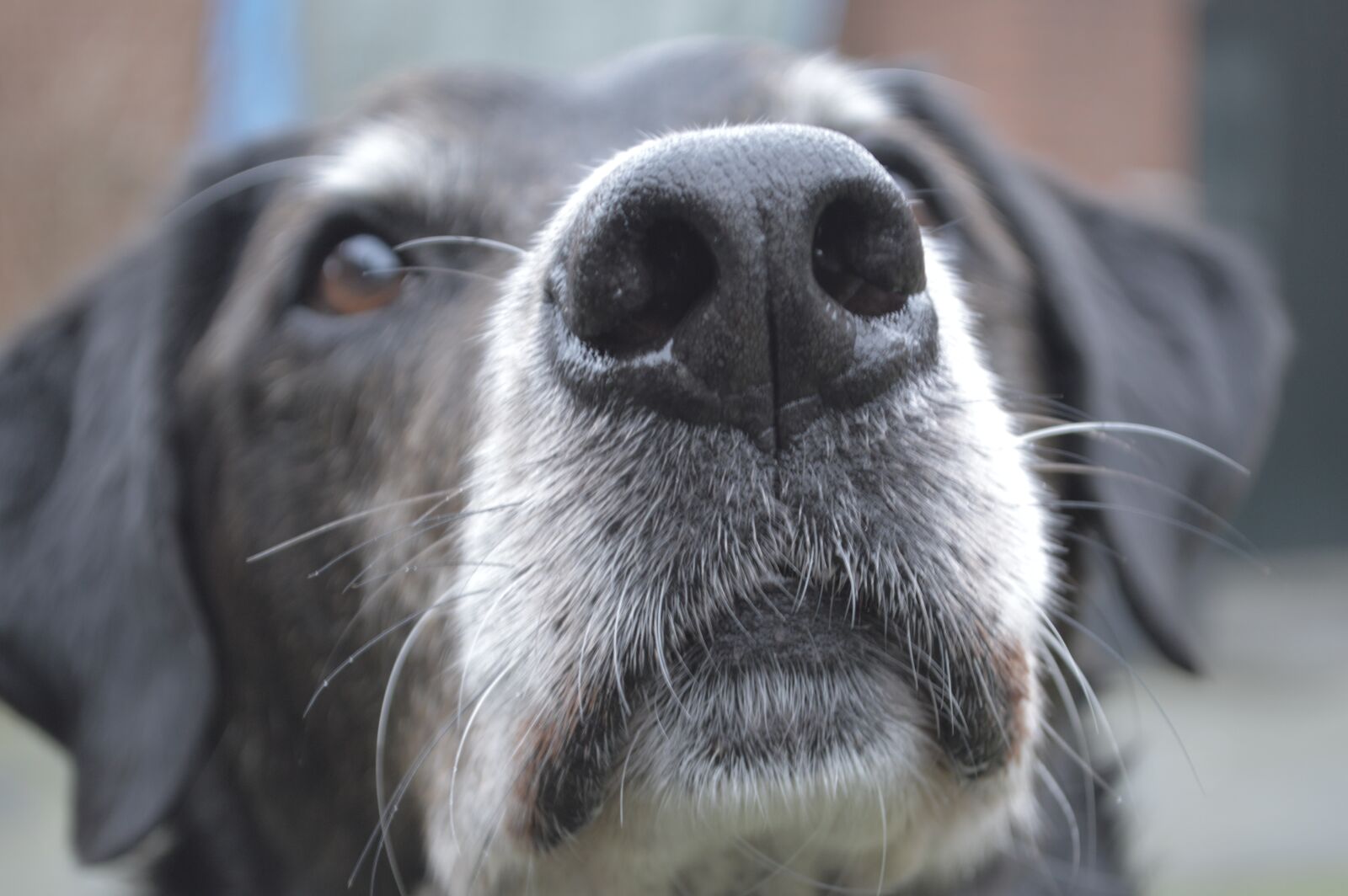Nikon D3200 sample photo. Dog, close up, doglove photography
