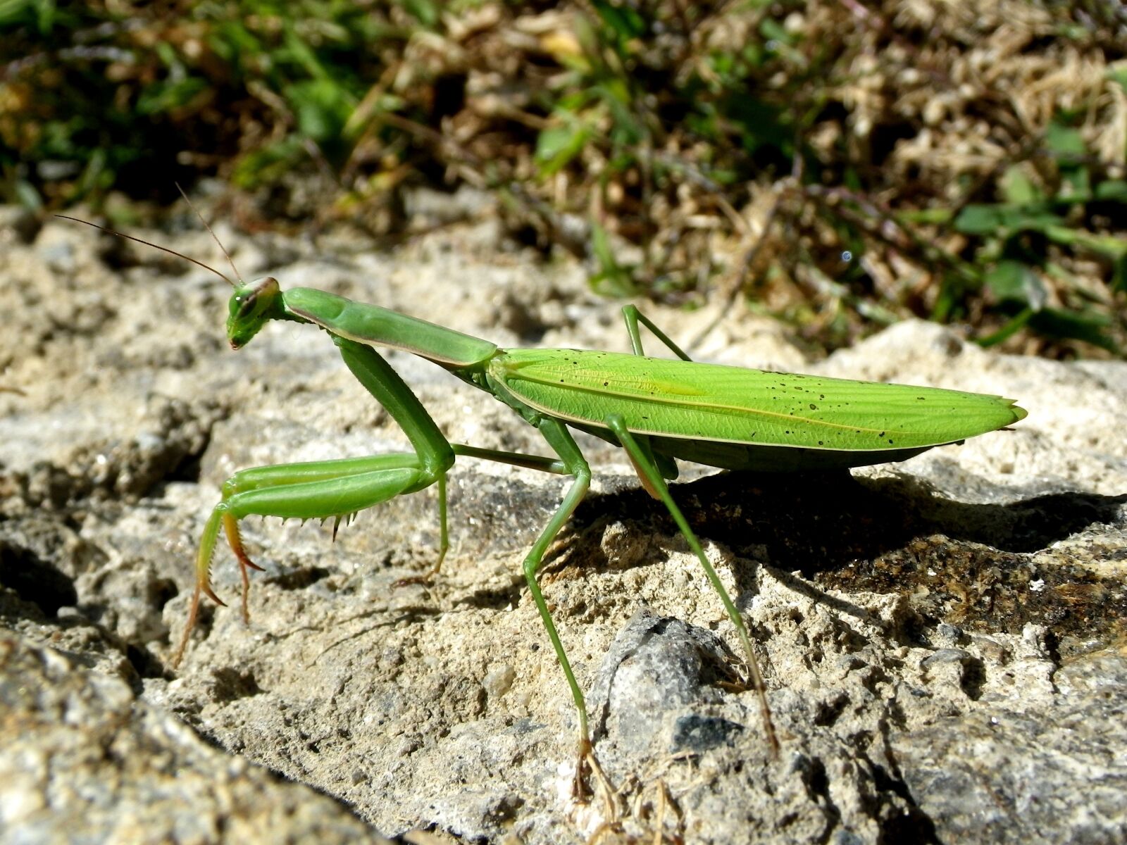 Pentax Optio W90 sample photo. Praying mantis, mantodea, close photography