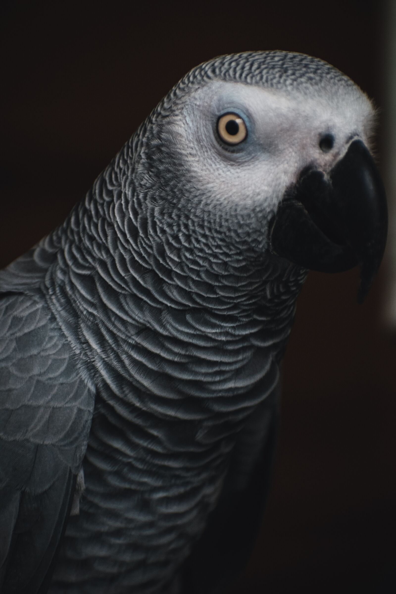 Nikon D3500 sample photo. Grey parrot, african grey photography