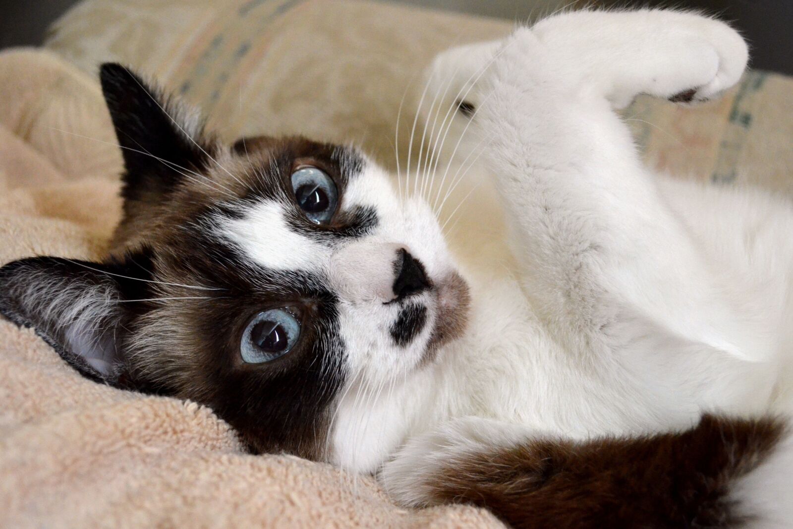 Nikon D5100 sample photo. Cat, siamese, mix photography