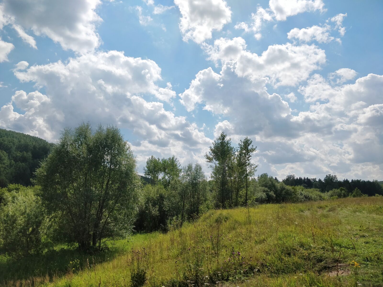 OnePlus 5T sample photo. Nature, meadow, trees photography