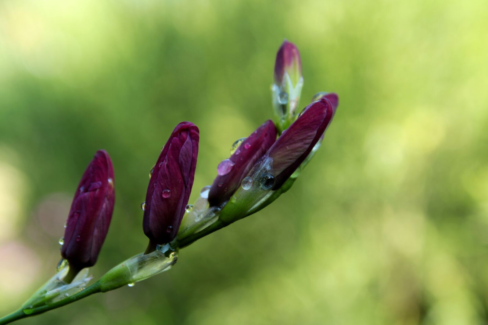 Canon EOS 2000D (EOS Rebel T7 / EOS Kiss X90 / EOS 1500D) sample photo. Flower, purple flower, ixia photography