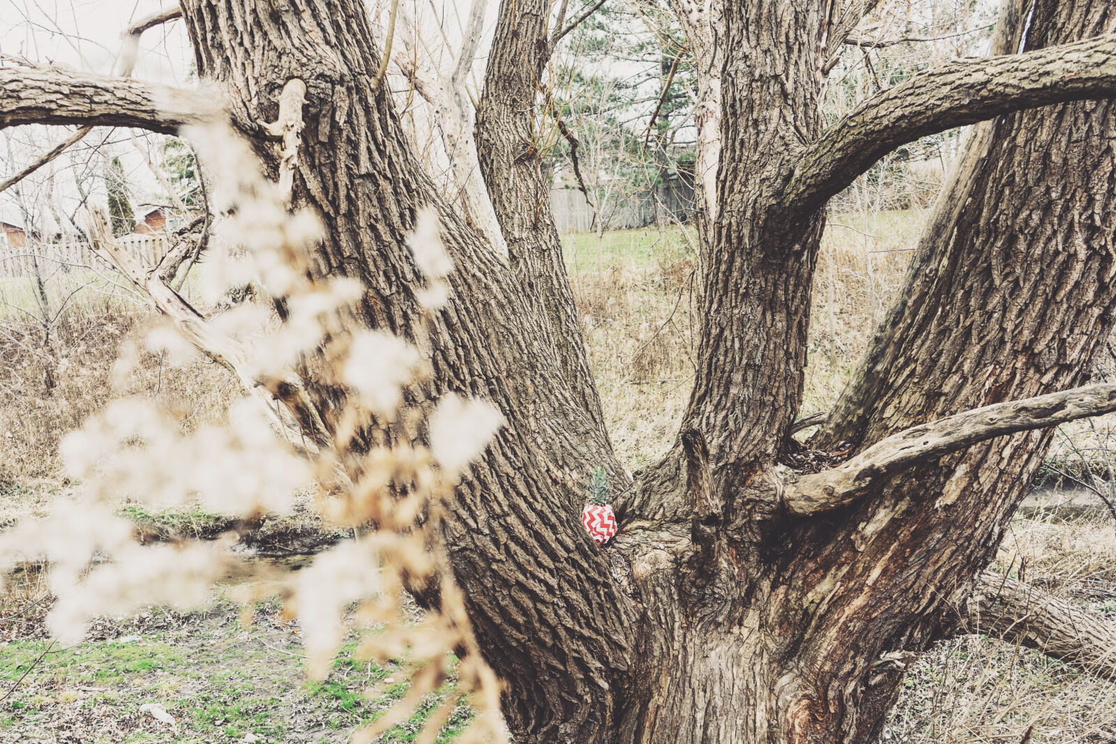 Sony a7 II + Sony FE 28-70mm F3.5-5.6 OSS sample photo. Bark, beautiful, blur, daylight photography
