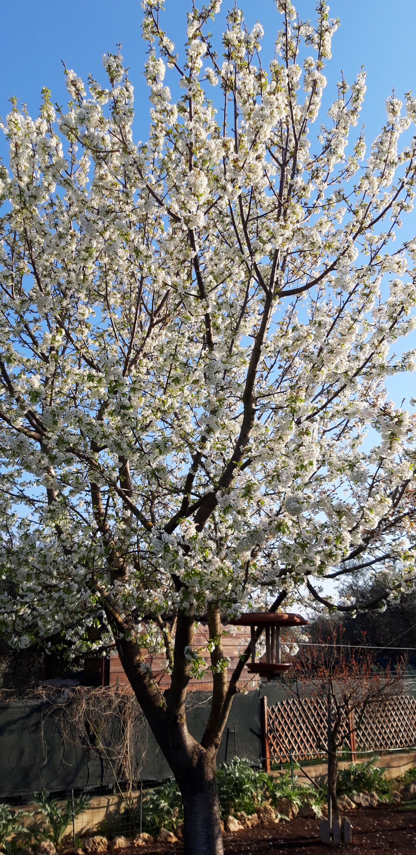 Samsung Galaxy A6 sample photo. Tree, spring, sun photography