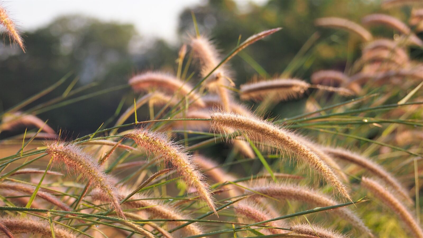 Olympus PEN E-PL3 sample photo. Flowering grass, nature, grass photography