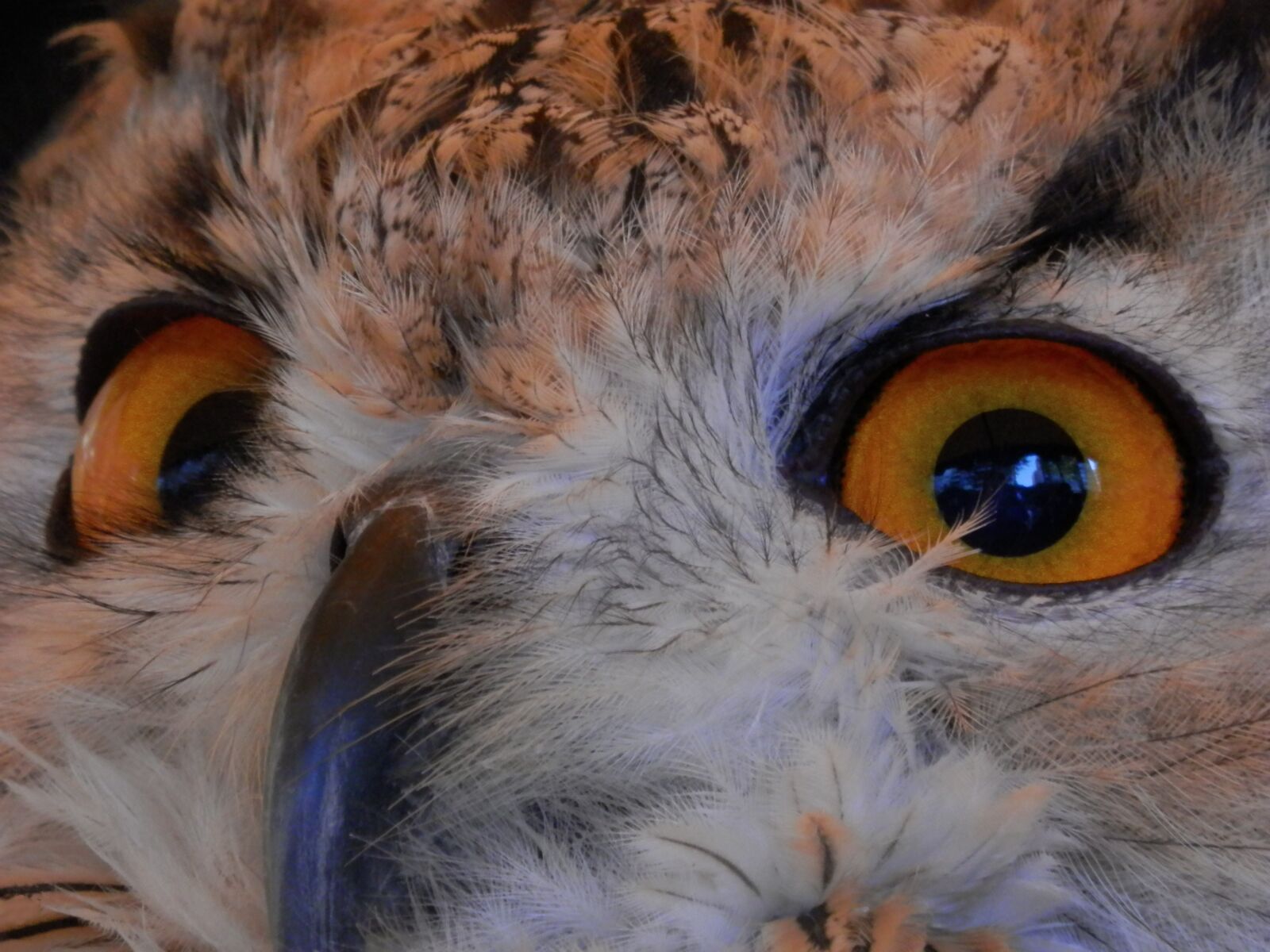 Olympus SZ-14 sample photo. Owl, bird of prey photography