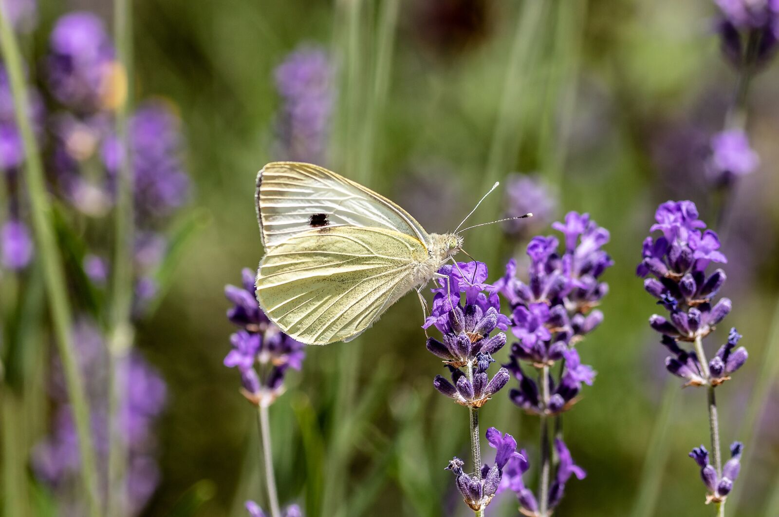 Canon EOS 750D (EOS Rebel T6i / EOS Kiss X8i) sample photo. Butterfly, small cabbage white photography
