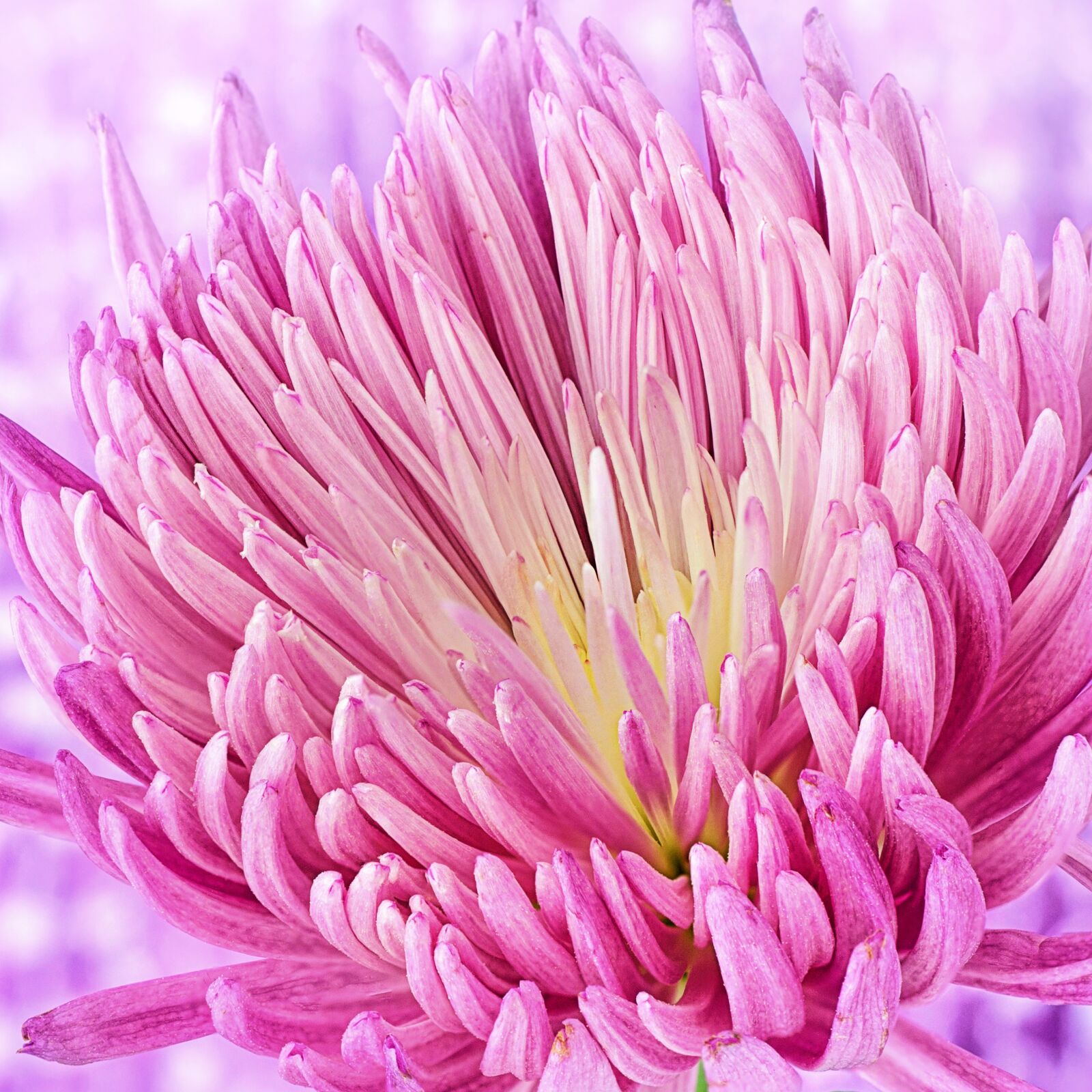 Canon EOS 5D Mark III sample photo. Nature, flower, flora photography