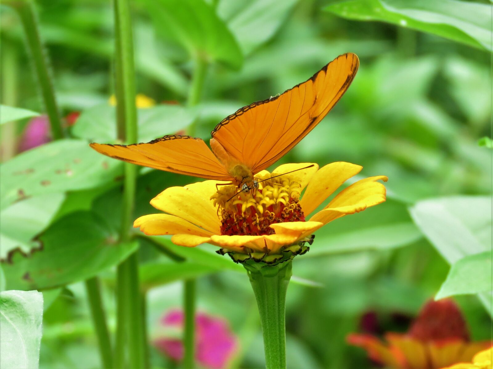 Canon PowerShot SX60 HS sample photo. Orange flower, orange butterfly photography