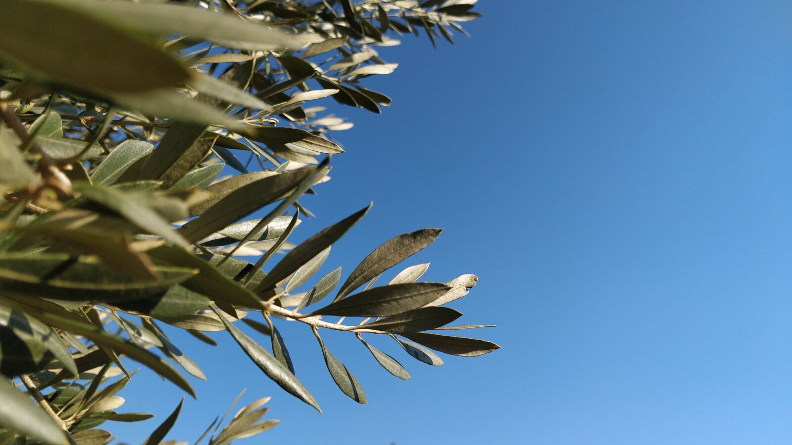 OnePlus 5 sample photo. Olive tree, leaves, sky photography