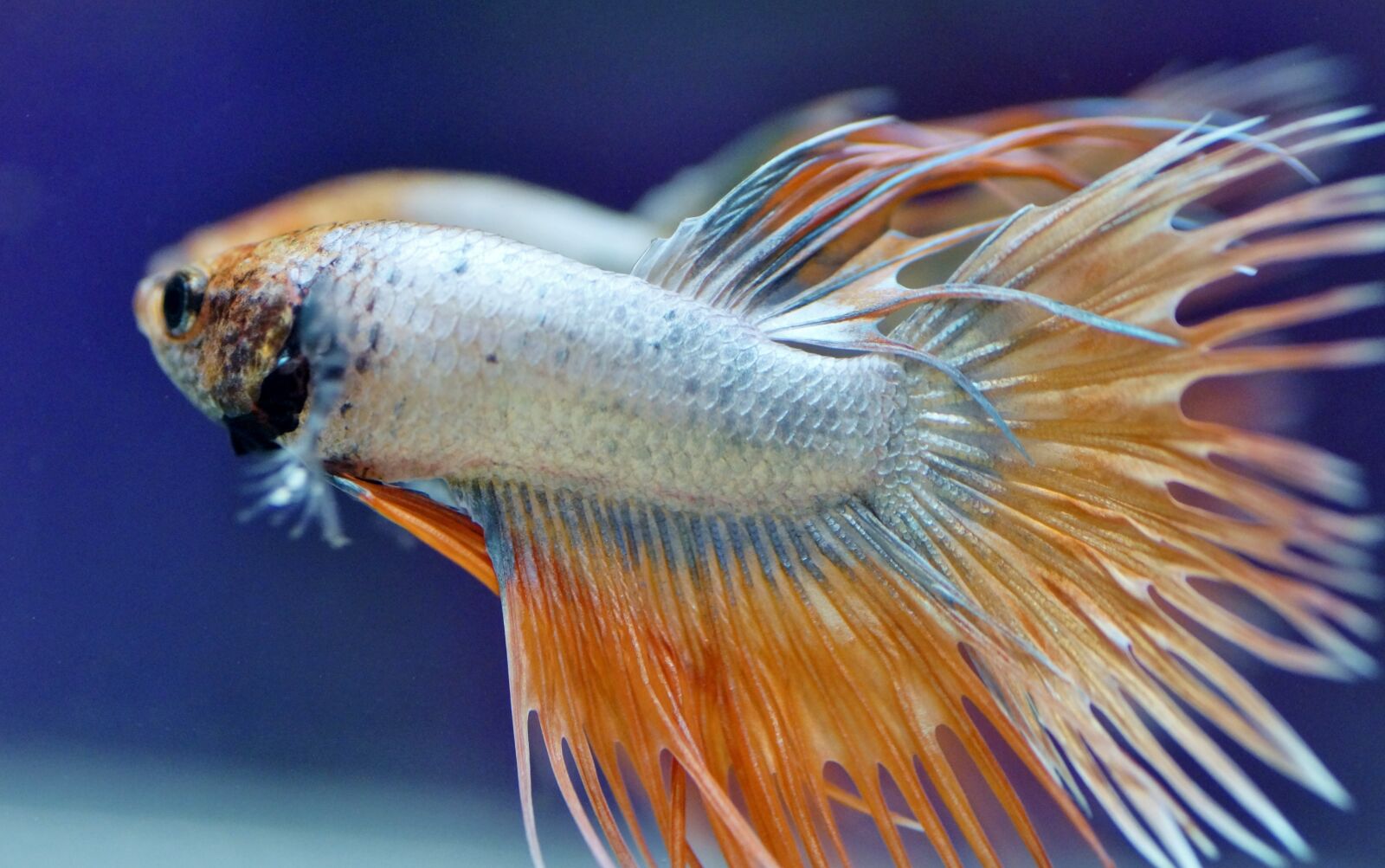 Sony SLT-A58 sample photo. Betta, warrior, aquarium photography