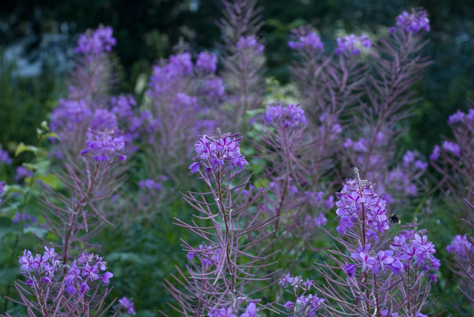 Nikon D80 sample photo. Flower, nature, plant photography