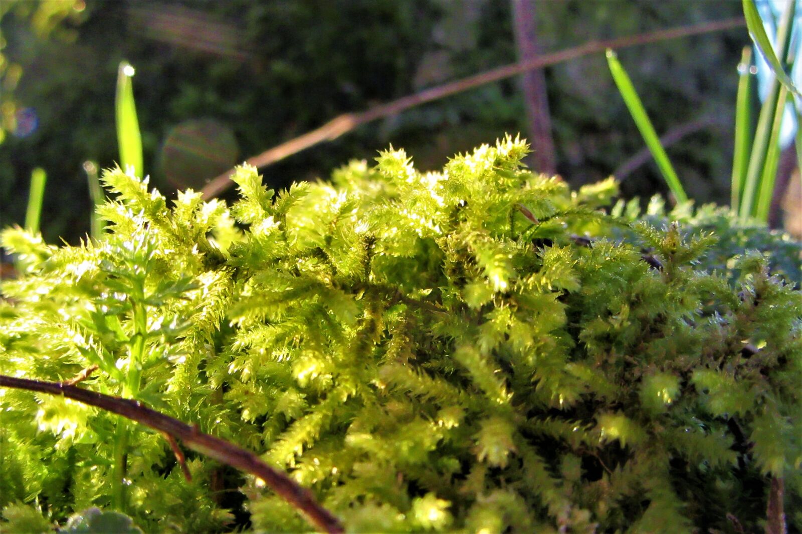 Canon PowerShot SX610 HS sample photo. Moss, forest, nature photography