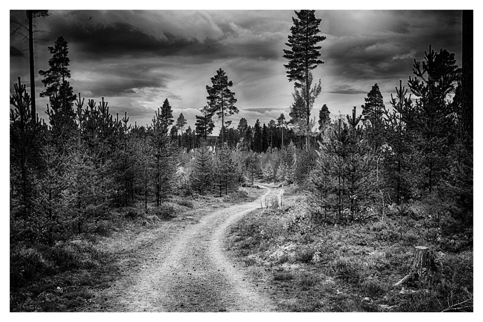 Nikon D5200 sample photo. Forest, forest road, thread photography