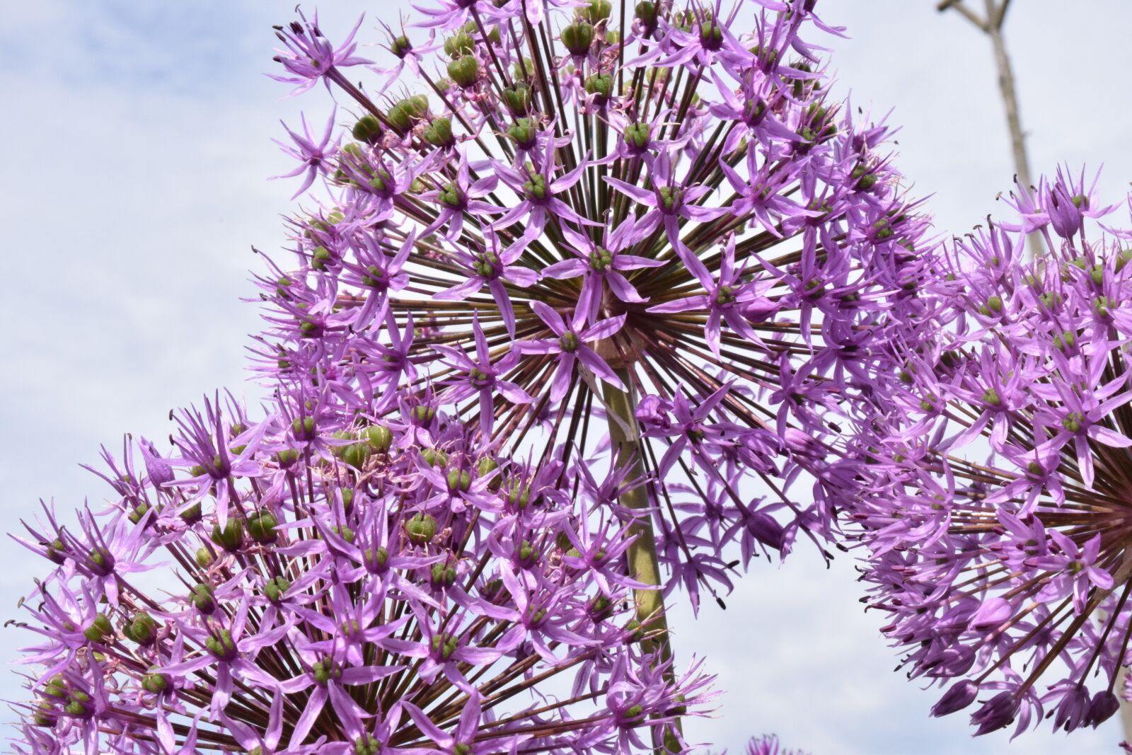 Nikon D3300 sample photo. Ornamental onion, blossom, bloom photography