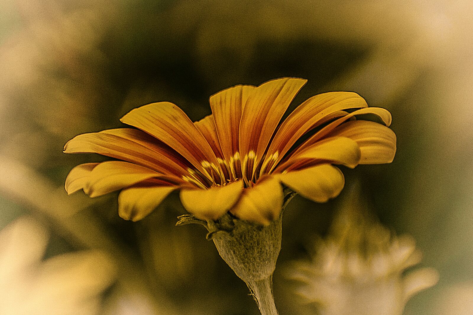 Nikon D600 sample photo. Flower, bella, nature photography