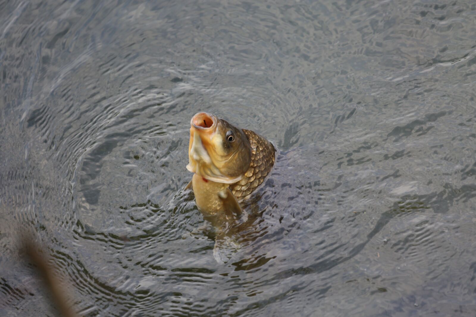 Canon EF 100-400mm F4.5-5.6L IS USM sample photo. Carp, fish, exotic photography