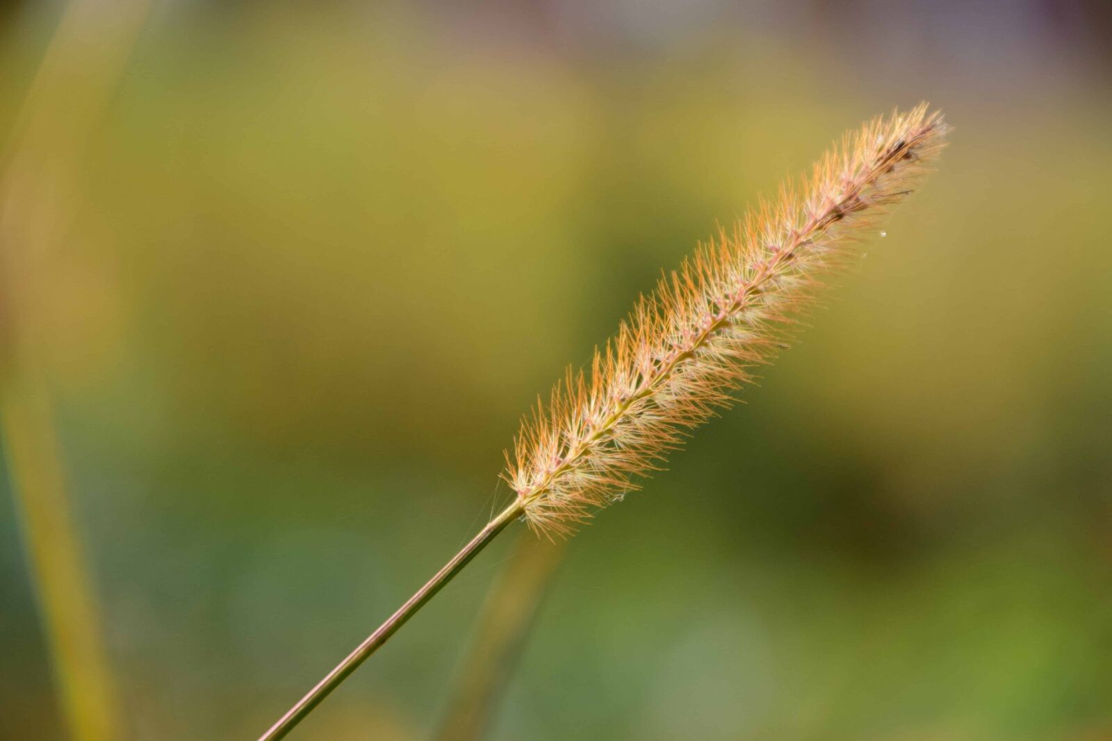 Nikon D3300 sample photo. Nature, leaf, outdoor, macro photography