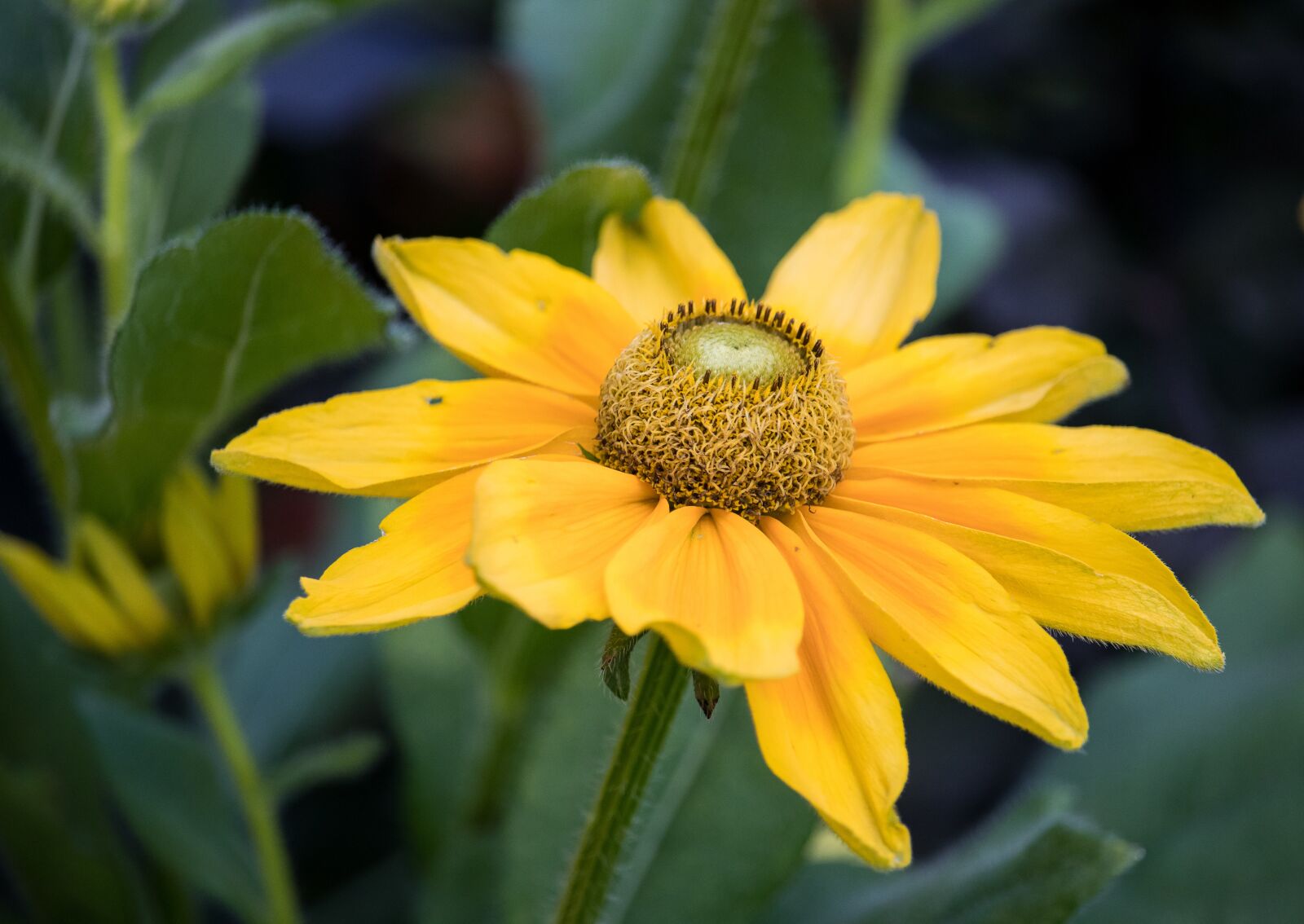 Canon EF-S 55-250mm F4-5.6 IS STM sample photo. Flower, blossom, bloom photography