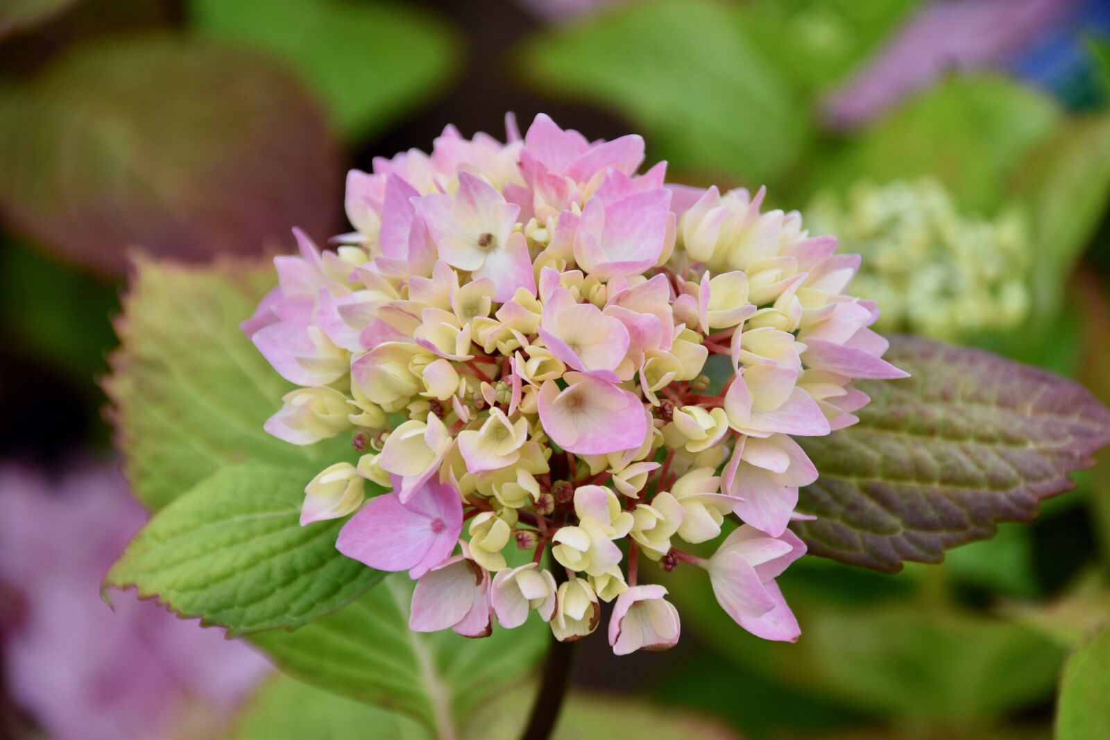 Nikon D5600 sample photo. Flower, flower hydrangea, pink photography