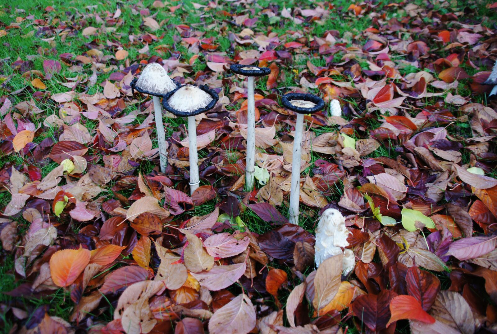 Sony SLT-A33 sample photo. Nature, autumn, mushroom photography