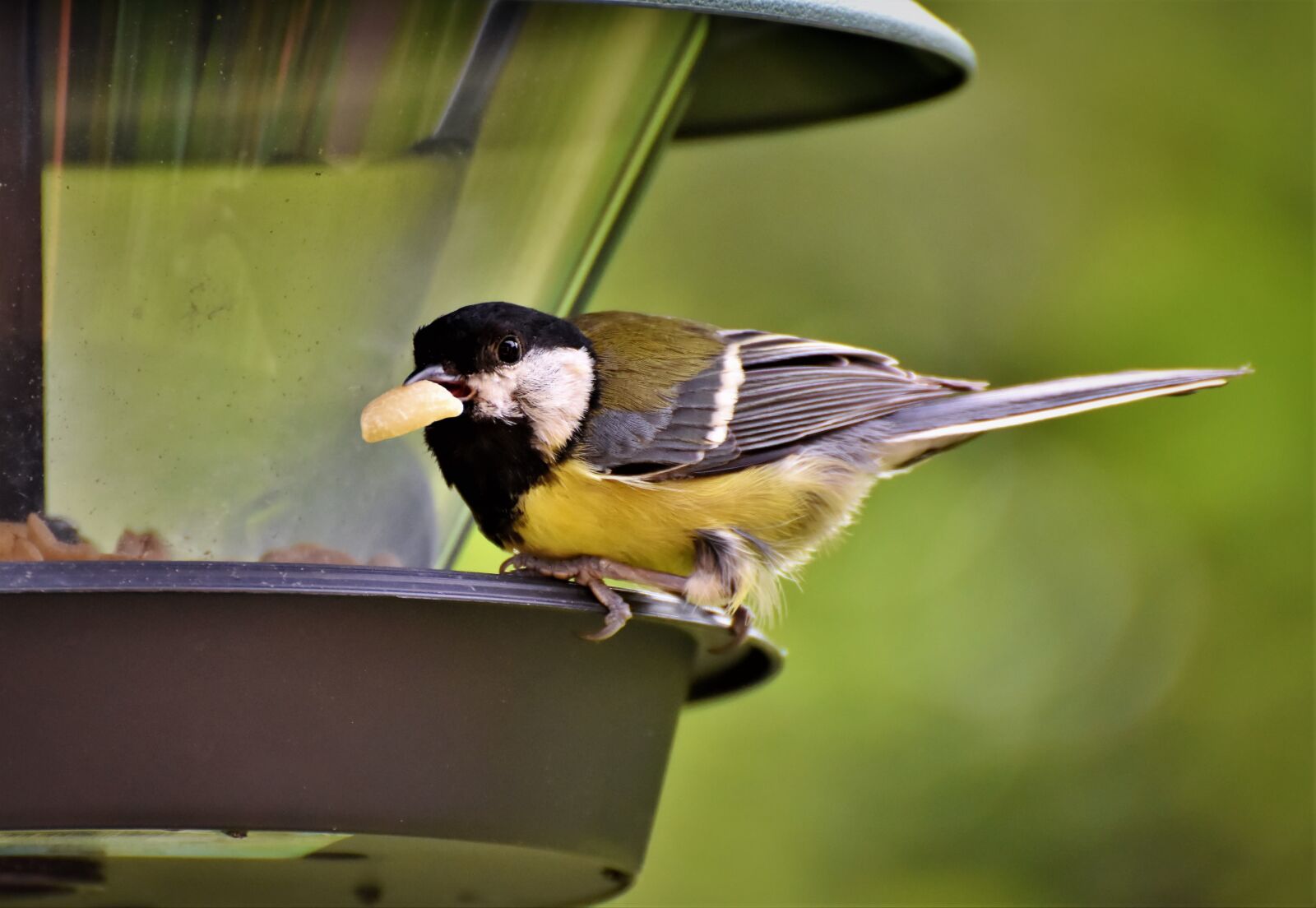 Nikon D7200 sample photo. Tit, songbird, bird photography