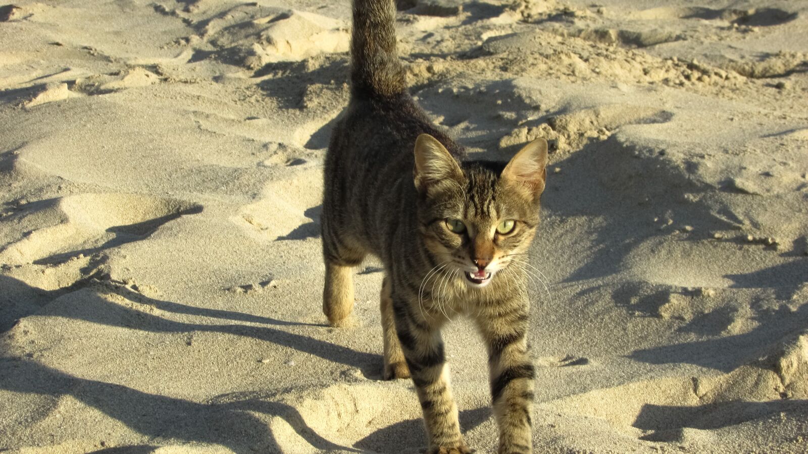 Canon PowerShot SX400 IS sample photo. Cat, stray, beach photography