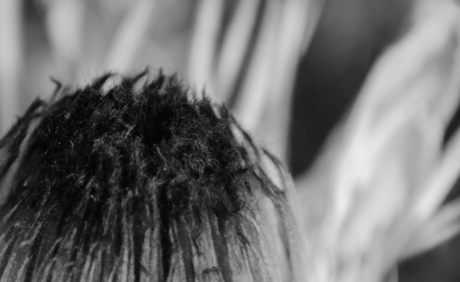 Nikon D7000 sample photo. Protea, flower, black and photography