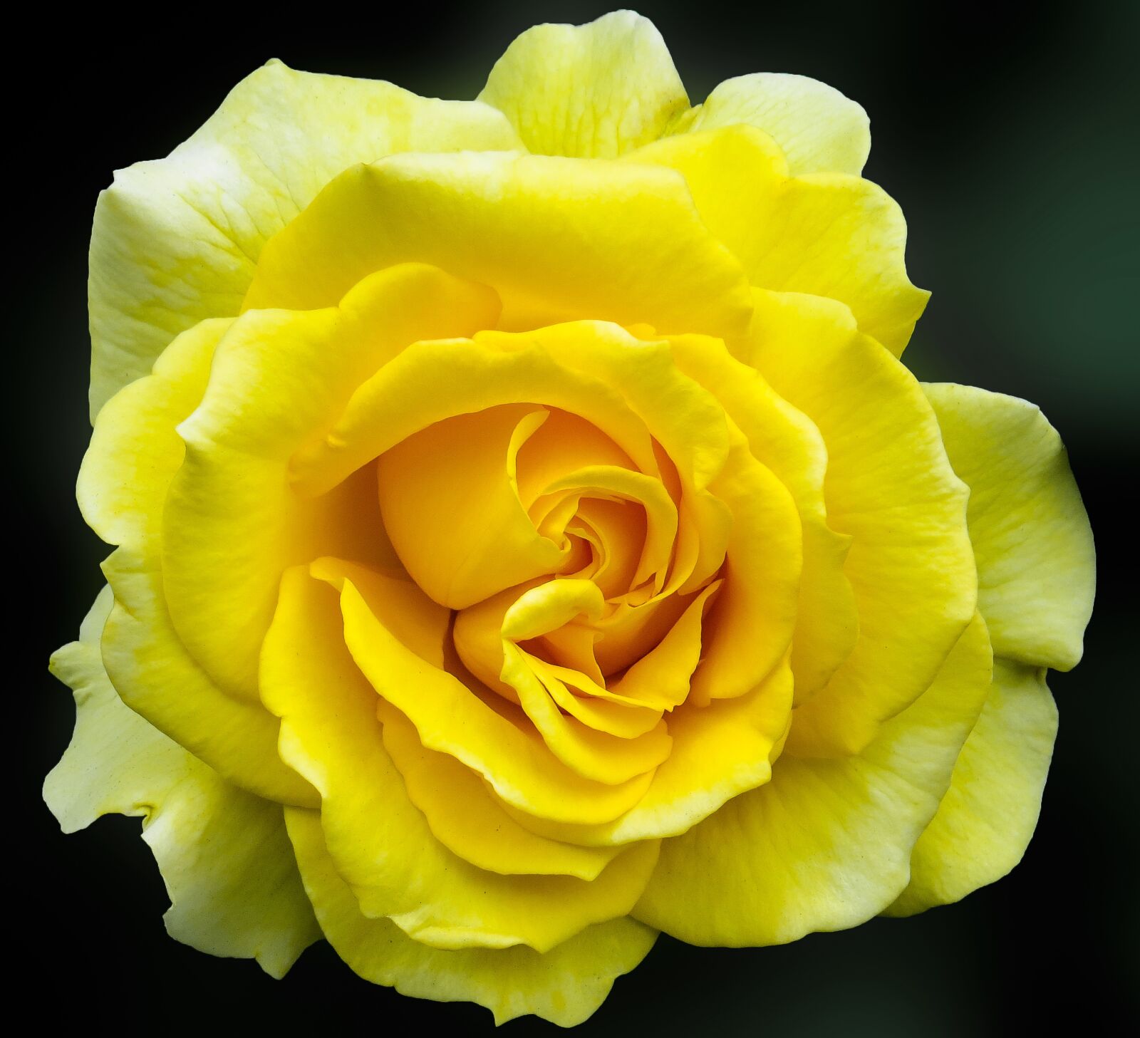 Canon PowerShot SX50 HS sample photo. Rose, close up, blossom photography