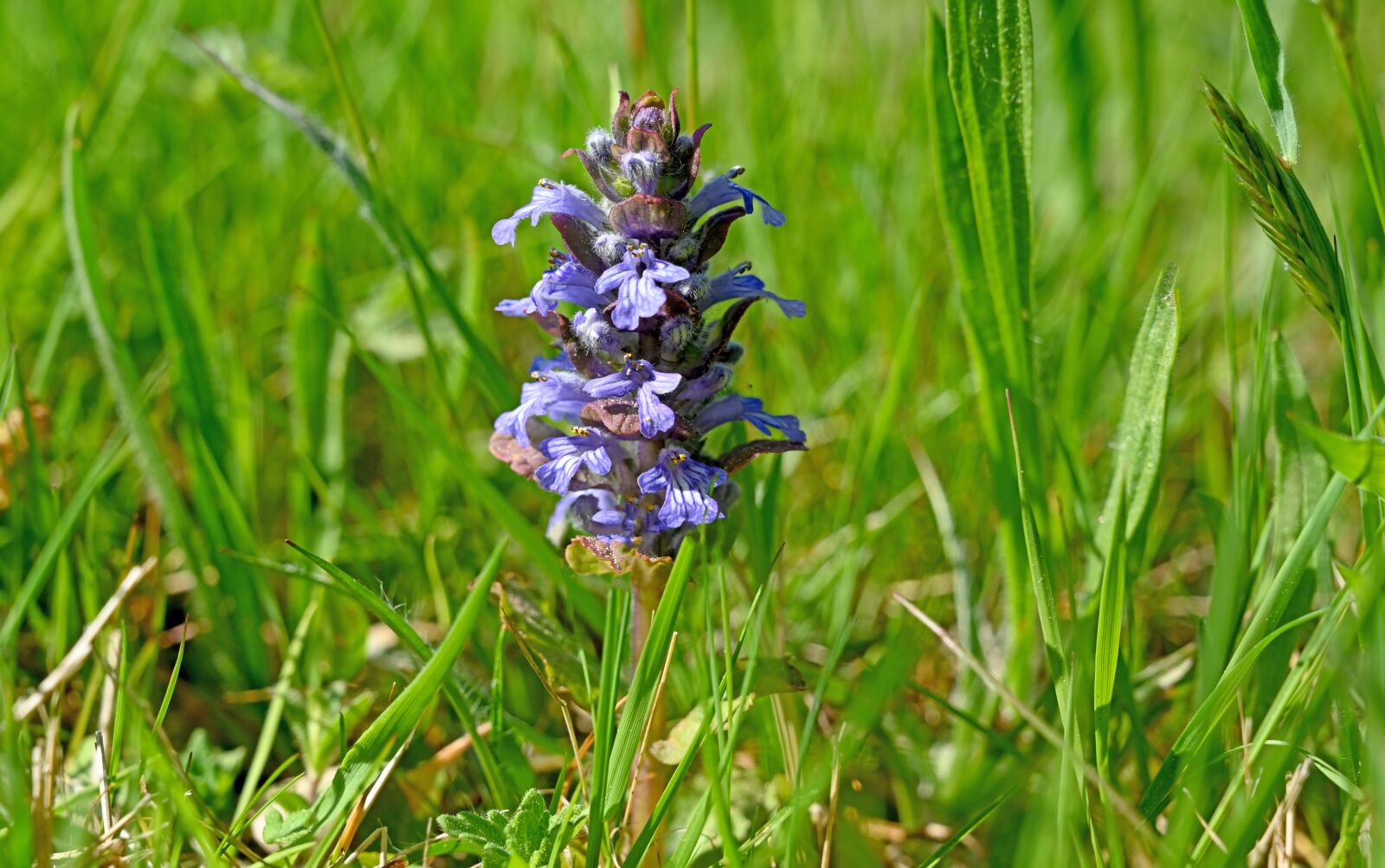 Nikon Nikkor Z 24-70mm F4 S sample photo. Meadow flower, flower, spring photography