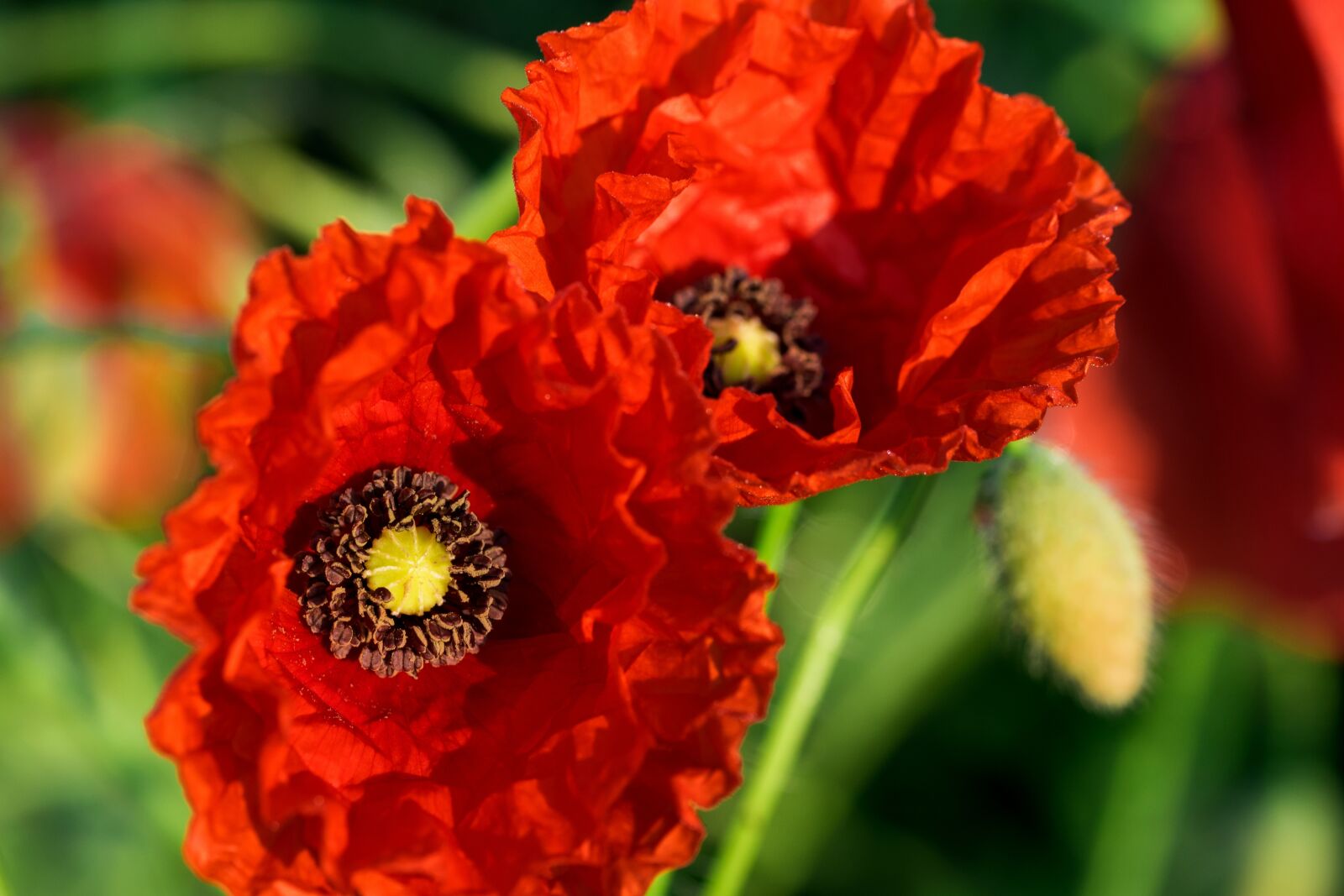 Nikon D7200 sample photo. Poppy, nature, field photography